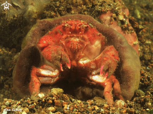 A Haledromia bicavernosa | Sponge crab 