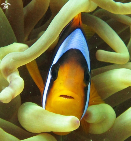 A Pomacentridae  | Red Sea anemonefish