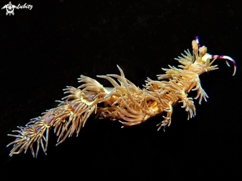 A raeolidia ianthina | Nudibranch