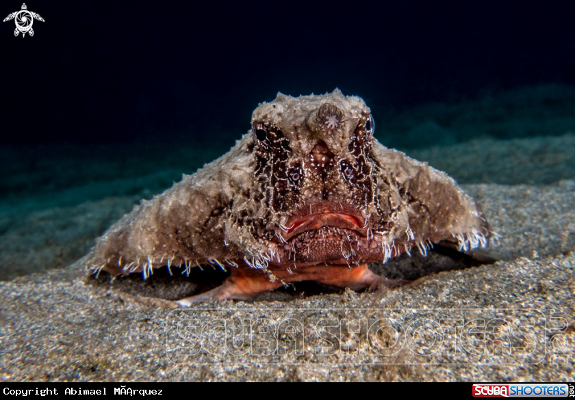 A Shortnose Batfish