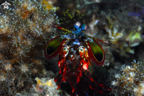 A Mantis shrimps