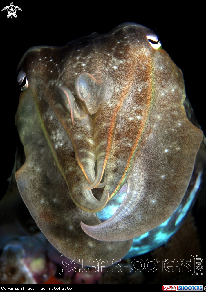 A Reef cuttle fish