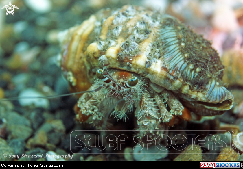 A Southern Pagurid Crab