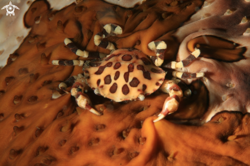 A Lissocarcinus orbicularis | Sea Cucumber Crab