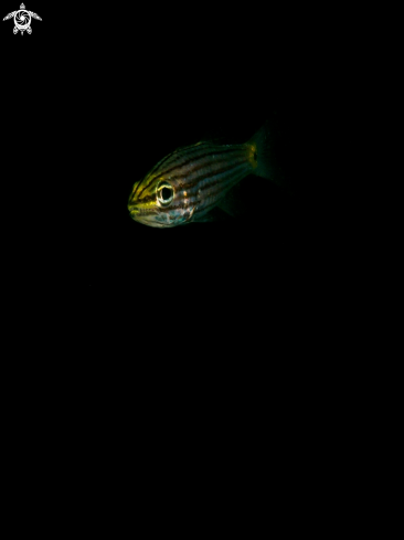 A Apogonidae sp. | Cardinalfish