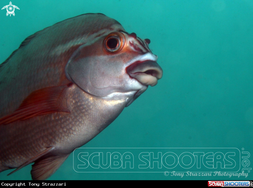A Red morwong