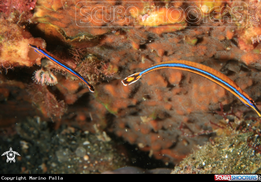 A pipe fish