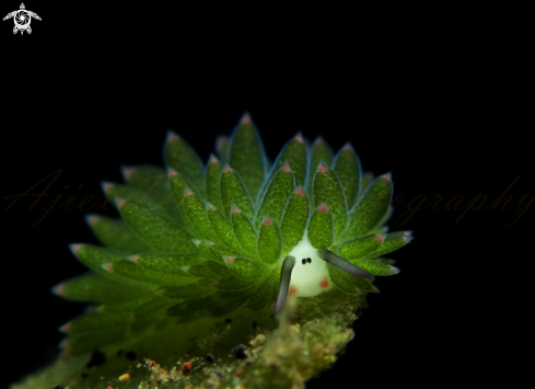 A costasiella sp  | nudibranch 