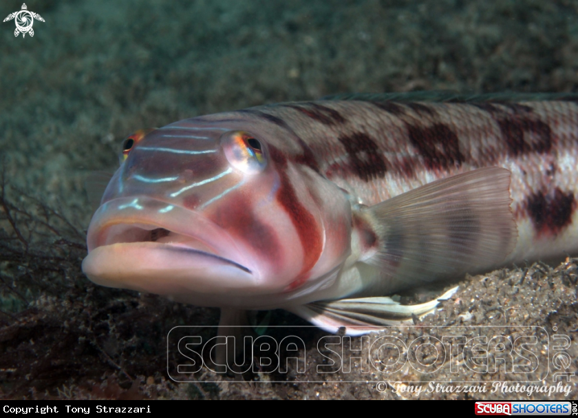 A Pink banded grubfish