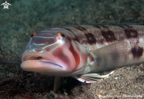 A Pink banded grubfish