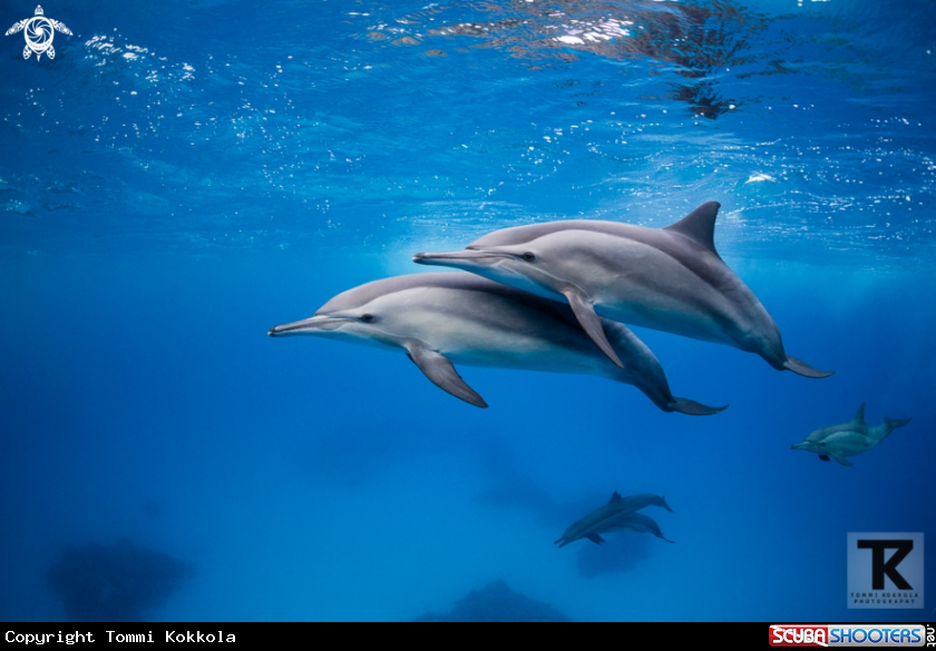 A Spinner dolphin