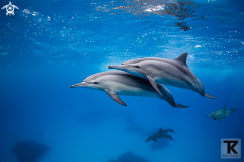 A Spinner dolphin