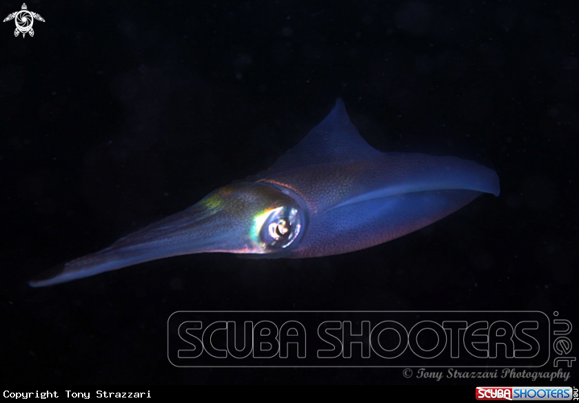 A Southern Calamari Squid