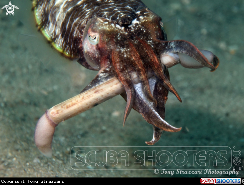 A Mourning cuttle with razor shell