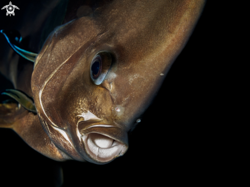 A Platax teira | Longfin Batfish