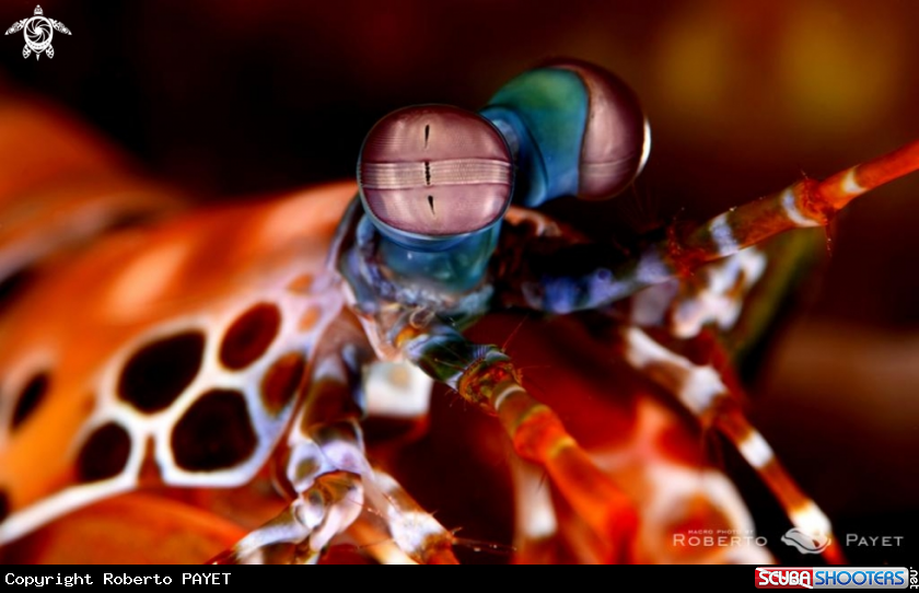 A squille multicolore - Peacock mantis shrimp