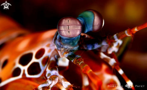 A Odontodactylus scyllarus | squille multicolore - Peacock mantis shrimp