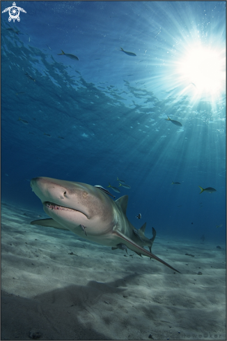 A Negaprion brevirostris | lemon shark