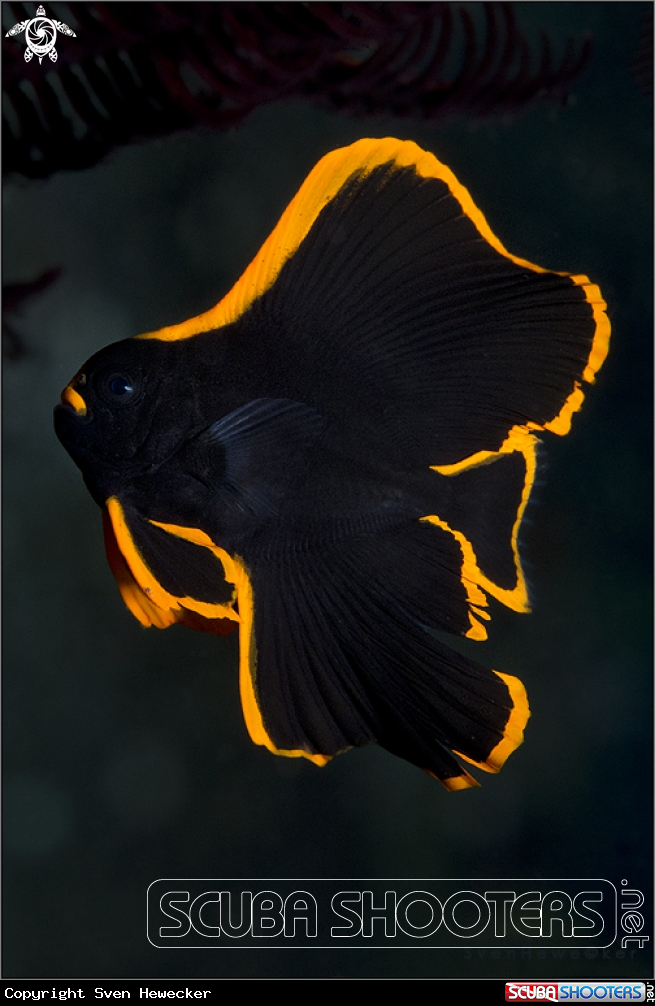 A Batfish, juvenile