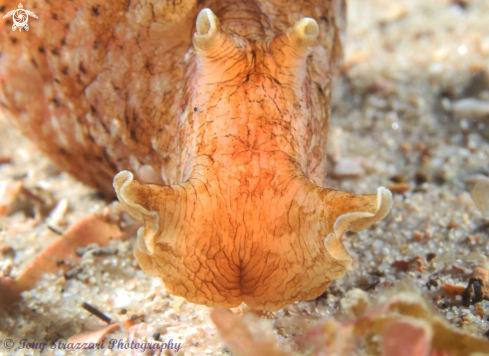 A Sowerby's Sea Hare