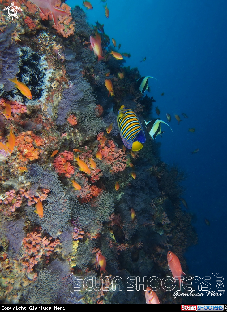 A Reef fishes, soft corals