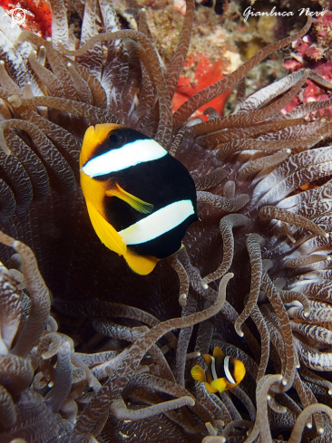 A Amphiprion | Black clownfish
