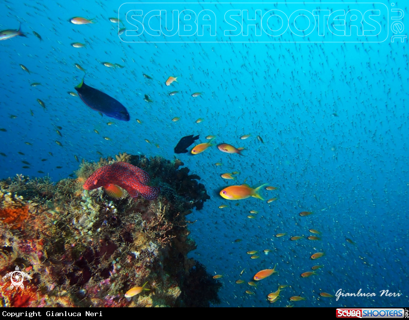 A Coral grouper, anthias, glassfishes