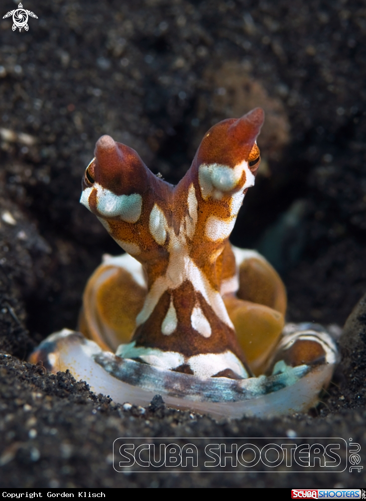 A Wunderpus Oktopus