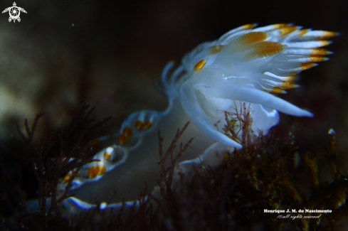 A Flabelina babai | Nudibranch