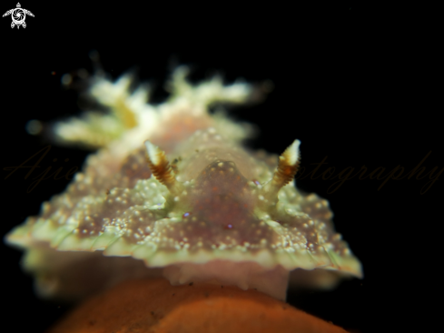 A miamira miamirana  | nudibranch 