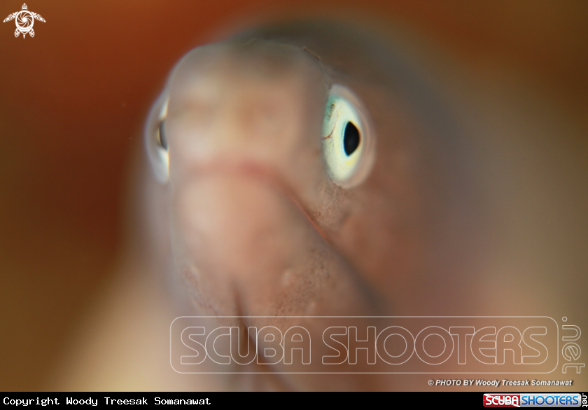 A greyface moray eel.