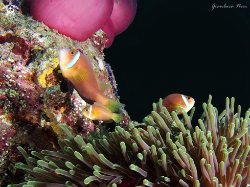 A Amphiprion nigripes | Clownfish