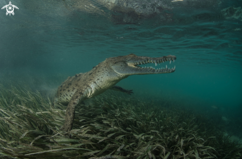A Saltwater crocodile