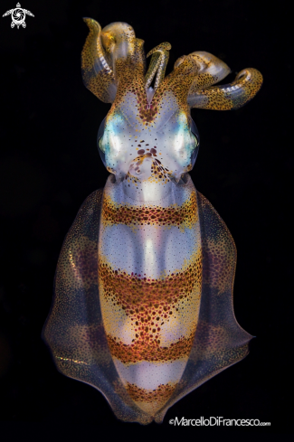 A Sepioteuthis lessoniana | Big fin reef squid