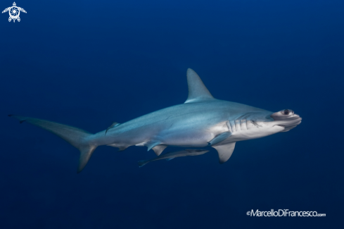 A Hammerhead Shark - Squalo Martello smerlato
