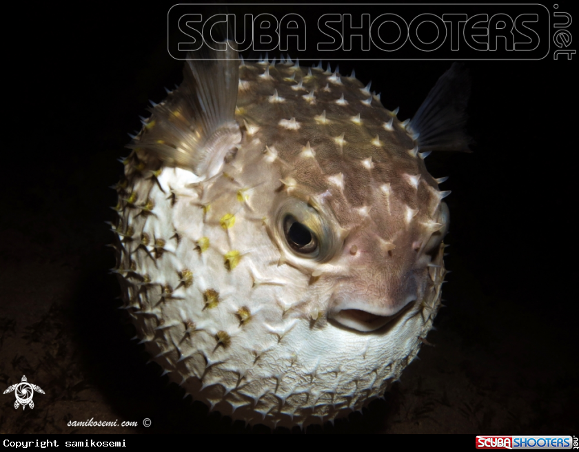 A Puffer fish 