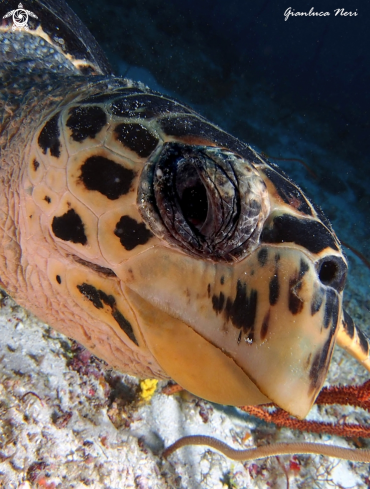 A Eretmochelys imbricata | Sea turtle