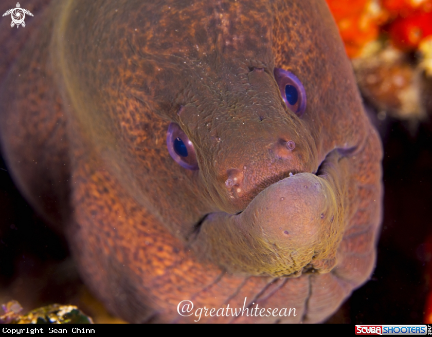 A Giant Moray Eel