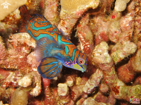 A Mandarinfish