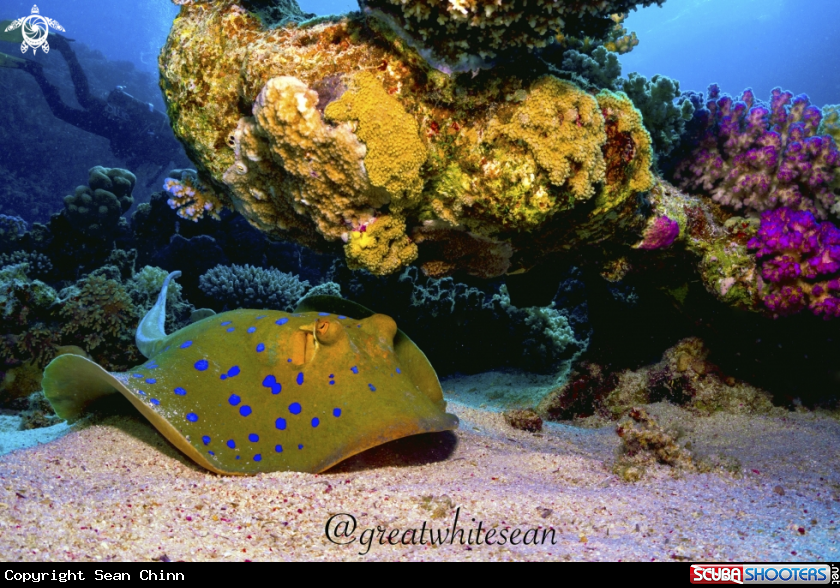 A Blue spotted ribbontail ray