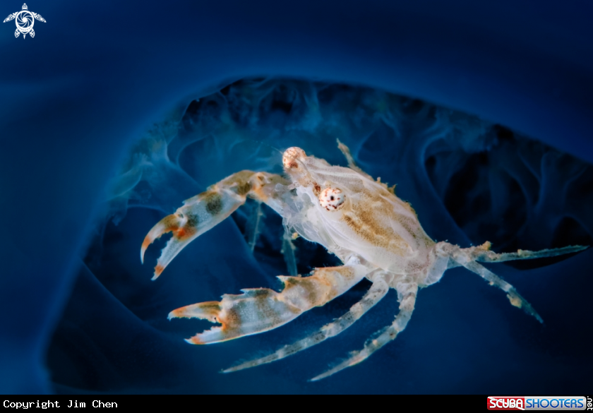 A Slender crab
