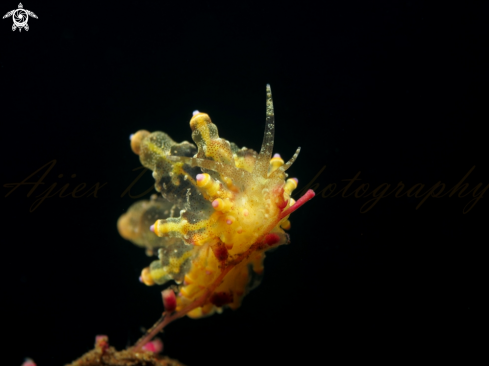 A dunga ocellata  | nudibranch 