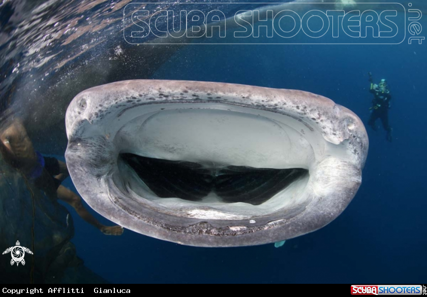 A whale shark