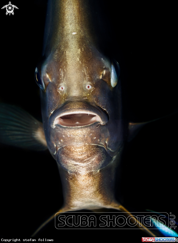 A Longfin Batfish