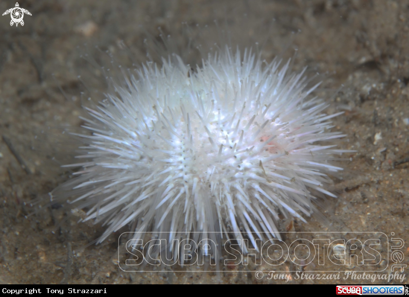 A Indian sea urchin