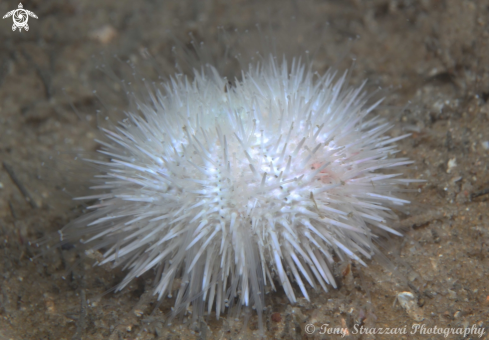 A Indian sea urchin