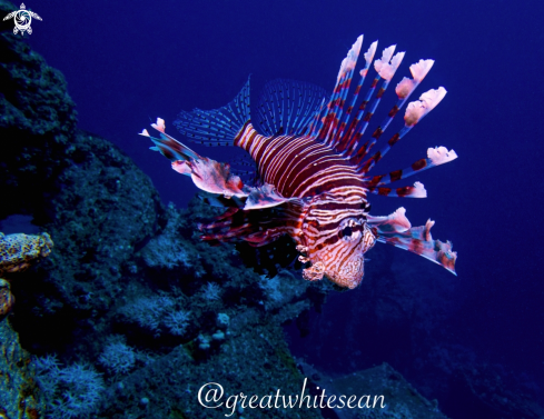 A Pterois miles | Lionfish