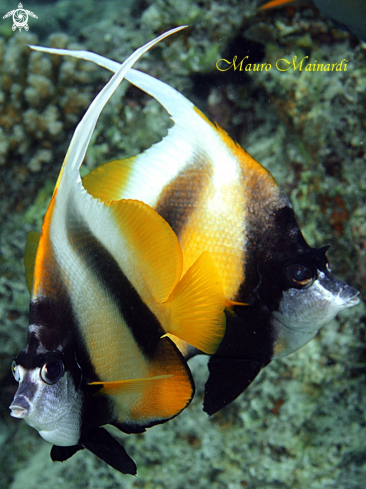 A Butterfly fish
