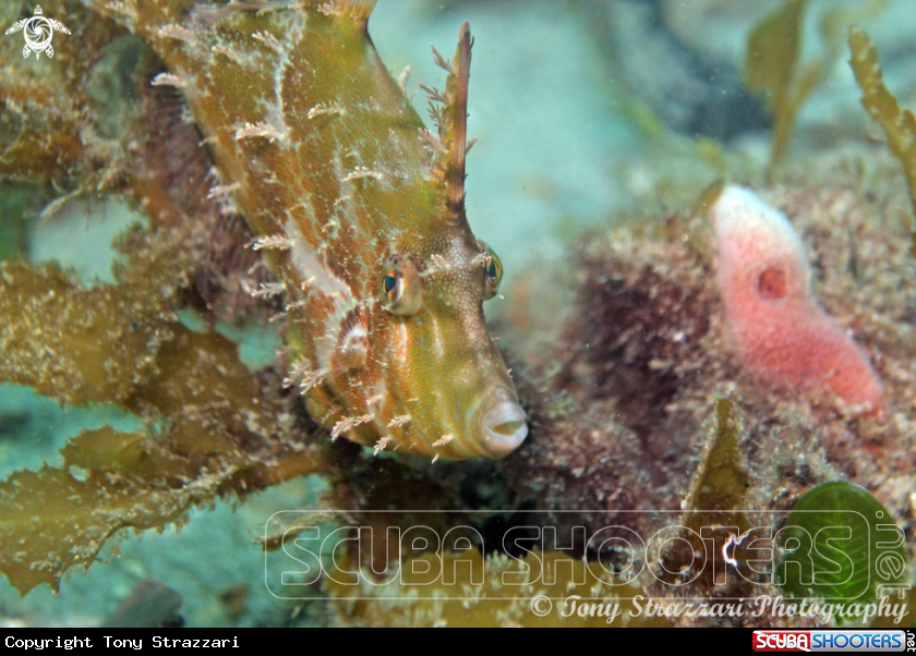 A Bristle-tail filefish