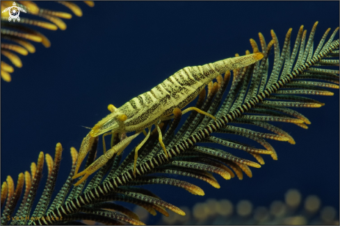 A Hippolyte catagrapha | crinoid shrimp